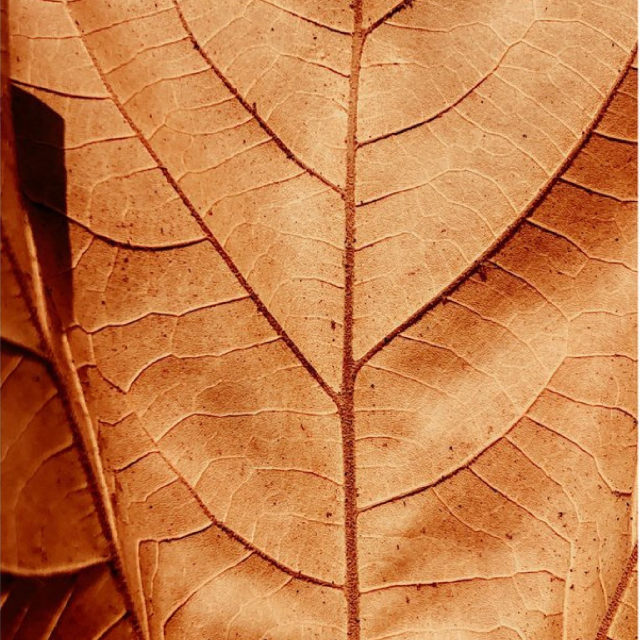 TOBACCO