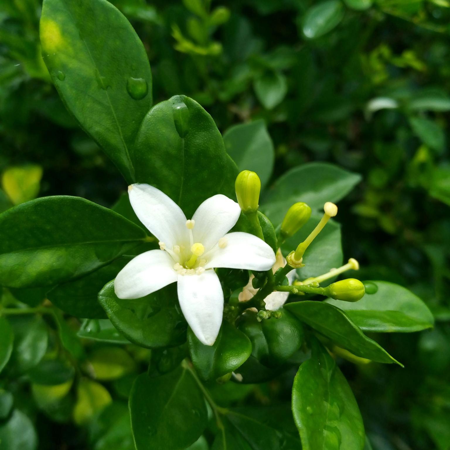JASMIN